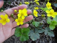 Вальдштейнія трійчаста (Waldsteinia ternata)