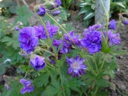 Герань гімалайська "Бірч Дабл" (Geranium himalayense "Birch Double")