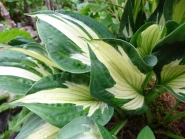 Хоста "Вірлвінд"  (Hosta "Whirlwind")