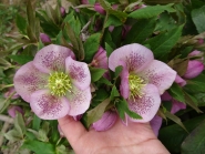 Морозник гибридный ЛС "Пинк Споттед Лейди" (Helleborus × hybridus LS "Pink Spotted Lady")