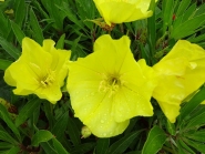 Энотера миссурийская (Oenothera missouriensis)