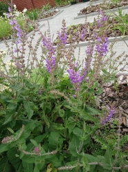 Шалфей прутьевидный (Salvia virgata)