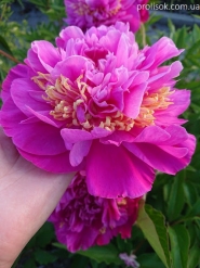 Півонія "Фезе Топ" (Paeonia "Feather Top")