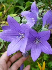 Ширококолокольчик крупноцветковый "Fuji Blue", "Fuji Pink", или Платикодон (Platycodon grandiflorus "Fuji Blue", "Fuji Pink")