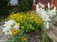 Лилия белая (Lilium candidum)