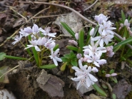 Проліски двулисті "Розеа" (Scilla bifolia "Rosea")