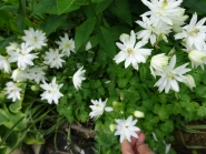 Орлики звичайні "Клементін Вайт" (Aquilegia vulgaris "Clementine White")