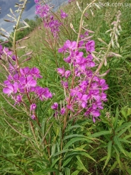 Кипрей узколистный (Epilobium angustifolium)