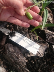 Підсніжник складчастий (Galanthus plicatus)