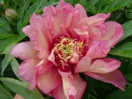 Пион Ито "Хиллари" (Paeonia Itoh "Hillary")