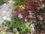 Анемона дубравная "Робинзониана" (Anemone nemorosa "Robinsoniana")