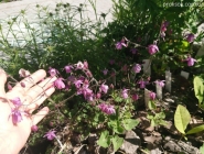 Семиаквилегия (Semiaquilegia ecalcarata)