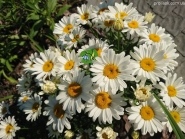 Королиця "Літл Прінцесс" (Leucanthemum x superbum "Little Princess")