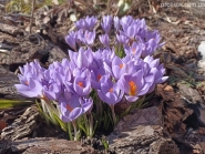 Крокус етруський "Цваненбург" (Crocus etruscus "Zwanenburg")