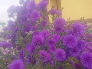 Айстра новобельгійська "Нотте д'Аутунно" (Aster (Symphyotrichum) novi-belgii "Notte d'Autunno")