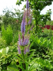 Вероникаструм виргинский (Veronicastrum virginica)