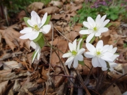 Печеночница остродольчатая ф. альбифлора (Hepatica acutiloba f. albiflora)