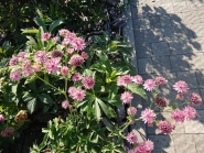 Астранція велика "Рома" (Astrantia major "Roma")