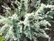 Полин холодний (Artemisia frigida Willd.)