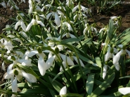 Підсніжник білосніжний (Galanthus nivalis)