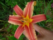 Лілійник "Рібонетт" (Hemerocallis "Ribbonette")