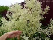 Гірчак мінливий (Persicaria polymorpha)