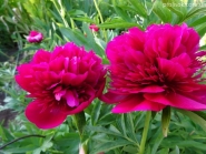 Півонія лікарська "Рубра Плена" (Paeonia officinalis "Rubra Plena")