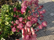 Астранція велика "Ред Джойс" (Astrantia major "Red Joyce") 