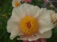 Пион "Санни Дэй" (Paeonia "Sunny Day")