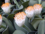 Гемантус білоквітковий (Haemanthus albiflos)