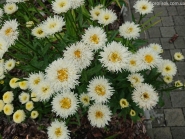 Королиця "Реал Гелаксі" (Leucanthemum x superbum "Real Galaxу")