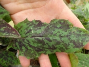 Ястребинка пятнистая "Леопард" (Hieracium maculatum "Leopard")