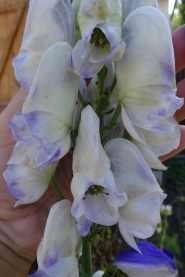 Аконит Кармихеля "Клауди" (Aconitum "Cloudy")