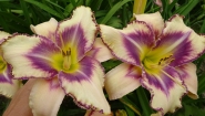 Лилейник "Дестинд ту Си" (Hemerocallis "Destined to See")