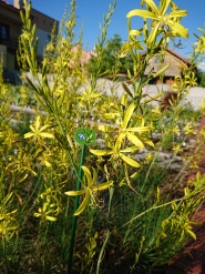 Асфоделина либорнская (Asphodeline liburnica)