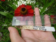 Геленіум "Ред Армі" (Helenium "Red Army")