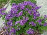 Герань великолепная "Роземор" (Geranium x magnificum "Rosemoor")