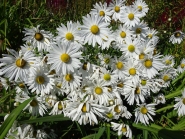 Короличка пізня або Левкантемелла пізня (Leucanthemella serotina)