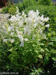 Колокольчик широколистный Альба (Campanula latifolia "Alba")