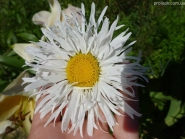 Нивяник "Олд Корт" (Leucanthemum x superbum "Old Сourt")