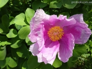 Пион крымский (Paeonia daurica)