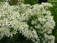 Клематис прямой (Clematis recta)