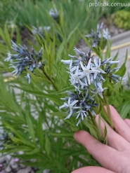 Амсонія табермонтана (Amsonia tabernaemontana)