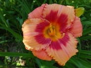 Лилейник "Строберри Кэнди" (Hemerocallis "Strawberry Candy")
