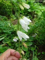 Колокольчик чесночницелистный (Campanula alliariifolia)