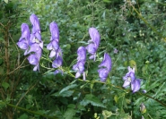 Аконит пестрый (Aconitum variegatum)