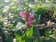 Хелоне коса "Розеа" (Chelone obliqua "Rosea")