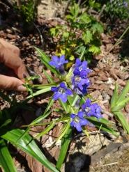 Тирлич даурський (Gentiana dahurica)