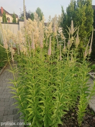 Вероникаструм сибирский (Veronicastrum sibirica)