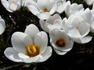 Крокус золотистый "Ард Схенк" (Crocus chrysanthus "Ard Schenk")